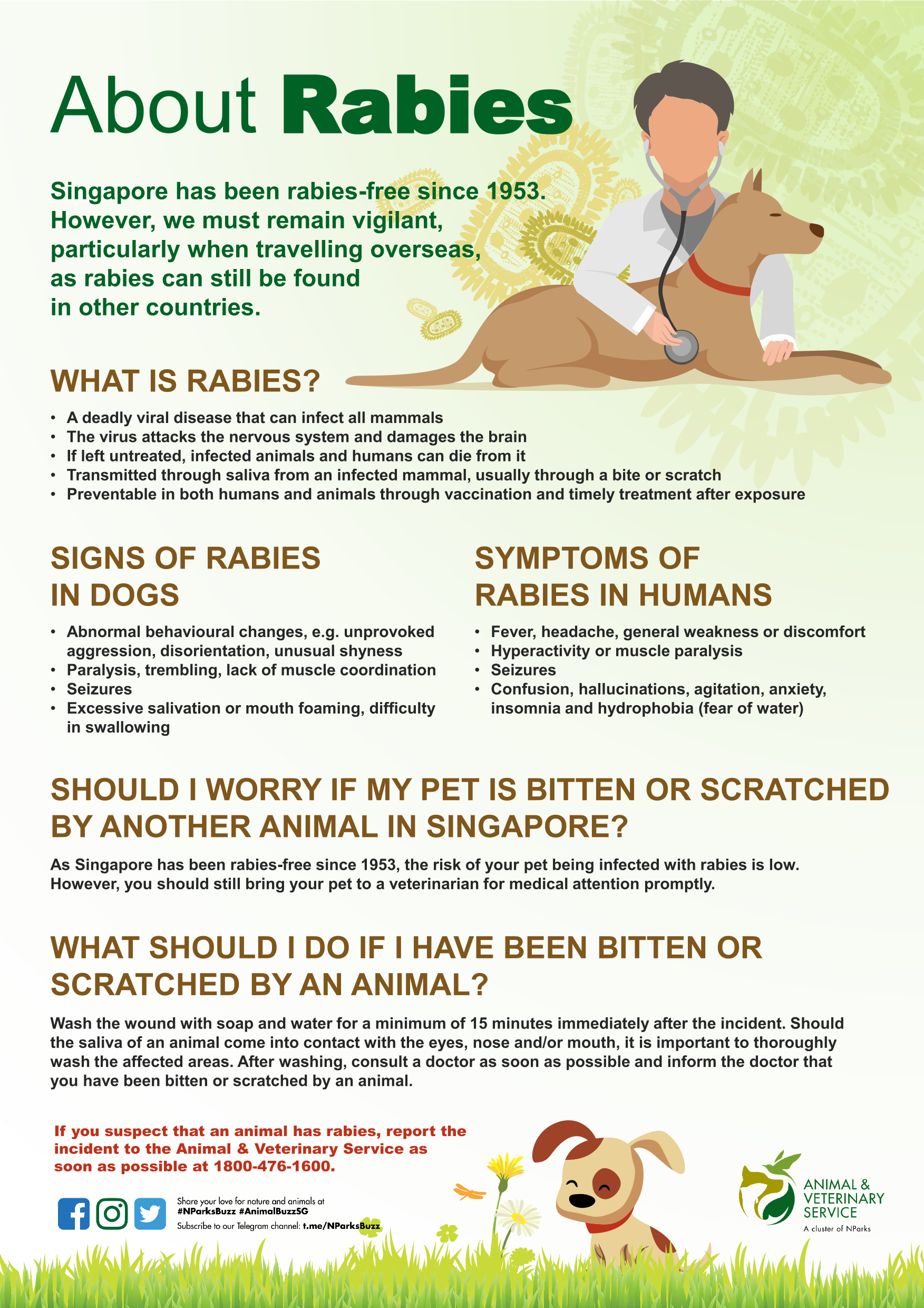 An inforgraphic on rabies